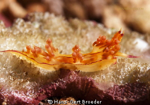 Flabellina exoptata
Bunaken,Sulawesi,Indoneesia, Bunaken... by Hans-Gert Broeder 